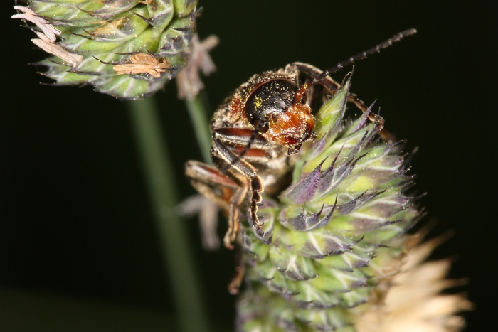 Macro chalet Juin 2010 - 017